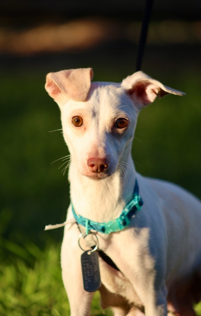 Dr. DeRiso's dog on a walk